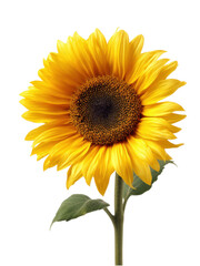 Obraz premium Bright Yellow Sunflower Against a Clean Background for Nature Lovers