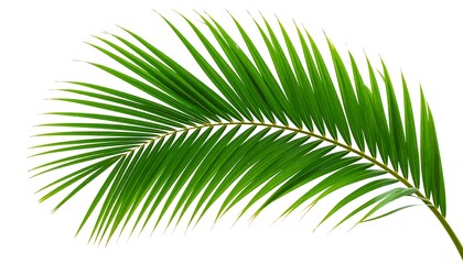 Obraz premium Single vibrant green palm frond isolated on white