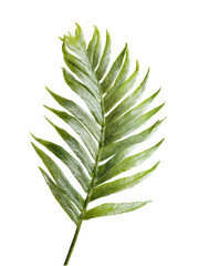 Green Tropical Fern Leaf Isolated on White Background
