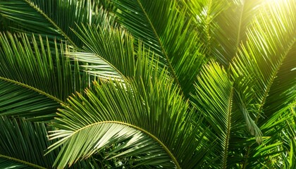 Obraz premium Close-up view of vibrant green palm fronds with sunlight shining through.