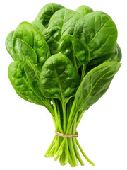Fresh Green Spinach Leaves Bunched Together on White Background