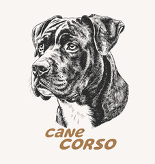 Dog head engraving illustration. cane corso Dog vector illustration