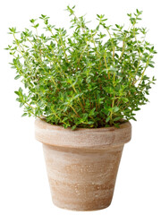 Fresh Green Thyme Plant in Rustic Clay Pot for Culinary Use