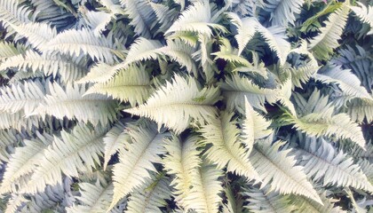 A dense collection of silvery-blue ferns, viewed from directly above, showcasing intricate leaf detail and texture.