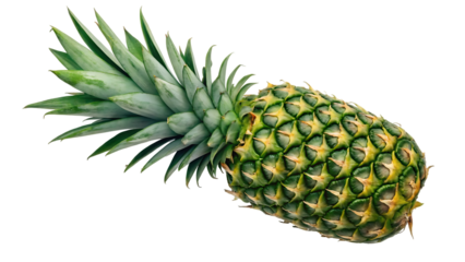 pineapple leaf isolated png pineapple leaves on transparent background cut pineapple leaf no background top view pineapple leaves transparent png collection full depth of field