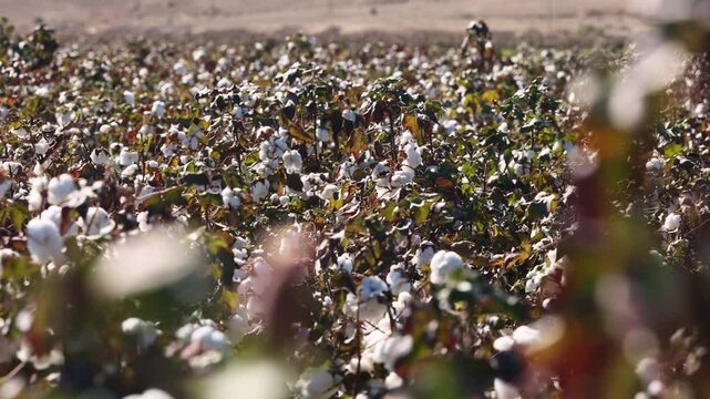 Blooming Cotton field ready to be harvested, Gossypium barbadense. Cotton picking season. Cotton field. Vegetable fiber covering cotton seeds, the most important of plant fibers. slow motion video