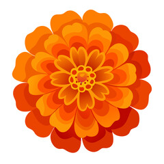 orange flower isolated on white