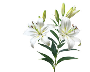 Fototapeta premium Elegant blooming lilies with buds, cut out