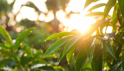 Obraz premium Lush green leaves bathed in warm sunlight, glistening with morning dew.