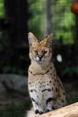 座ったカメラ目線のサーバル