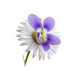 Fototapeta premium delicate wild flowers isolated with high detail, botanical floral elements, natural meadow blossoms, intricate petal textures on transparent background PNG