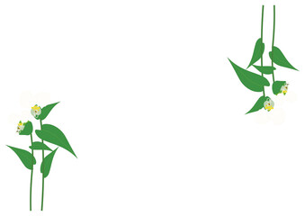 ツユクサ白フレーム