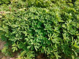 Close up shoot of green Fenugreek growing on field.