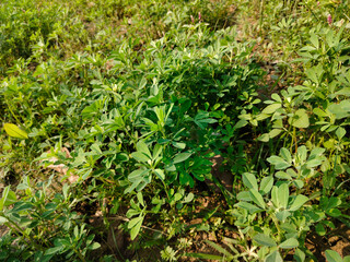 Close up shoot of green Fenugreek growing on field.
