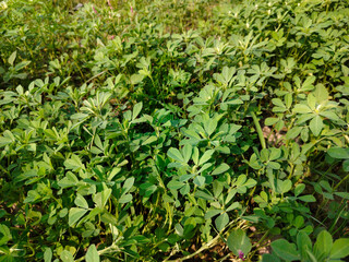 Close up shoot of green Fenugreek growing on field.