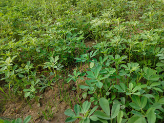 Close up shoot of green Fenugreek growing on field.