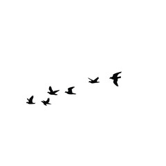 Obraz premium Flock of birds flying in formation against a white background silhouette