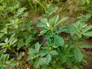 Close up shoot of green Fenugreek growing on field.