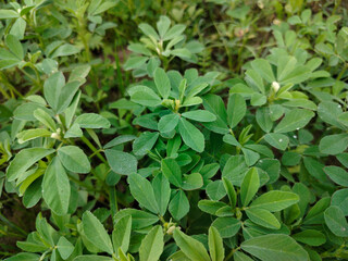 Close up shoot of green Fenugreek growing on field.