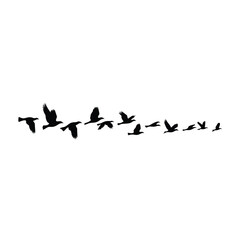 Flock of birds flying in formation silhouette