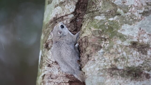 The Ezo flying squirrel (Pteromys volans orii) or Ezo-momonga is a subspecies of the Siberian flying squirrel. It is endemic to Hokkaido, Japan