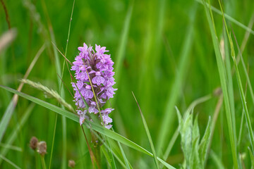 Protected plant in Latvian meadows Dactylorhiza baltica