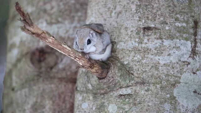 The Ezo flying squirrel (Pteromys volans orii) or Ezo-momonga is a subspecies of the Siberian flying squirrel. It is endemic to Hokkaido, Japan