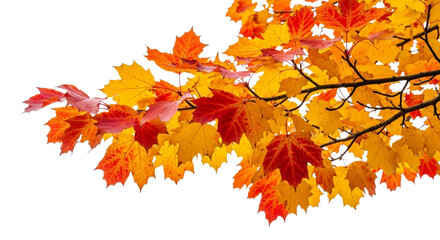 Vibrant autumn maple tree branch with colorful leaves isolated on transparent background