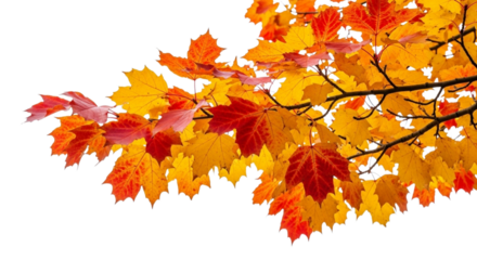 Vibrant autumn maple tree branch with colorful leaves isolated on transparent background