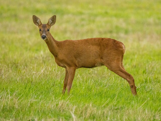 chevrette dans les prés