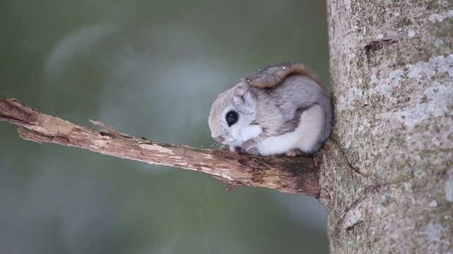 The Ezo flying squirrel (Pteromys volans orii) or Ezo-momonga is a subspecies of the Siberian flying squirrel. It is endemic to Hokkaido, Japan