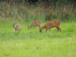 maman chevreuil et ses deux bébés