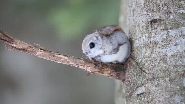 The Ezo flying squirrel (Pteromys volans orii) or Ezo-momonga is a subspecies of the Siberian flying squirrel. It is endemic to Hokkaido, Japan