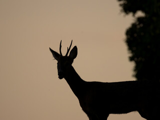 chevreuil au crépuscule © Ludovic