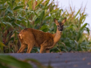 chevrette dans le maïs