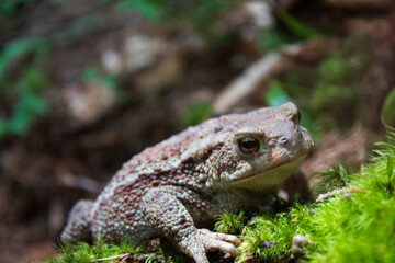 Forest toad with distinctive warty skin texture among vibrant green moss in natural woodland setting