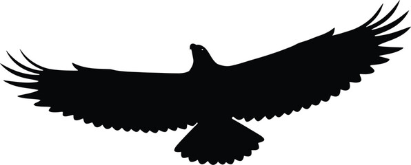  Majestic Eagle Bird Flying Silhouette