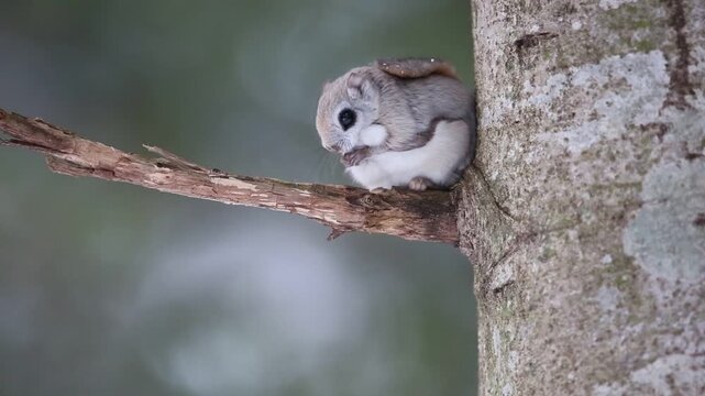 The Ezo flying squirrel (Pteromys volans orii) or Ezo-momonga is a subspecies of the Siberian flying squirrel. It is endemic to Hokkaido, Japan