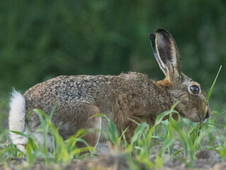 Fototapeta premium lièvre dans l'herbe