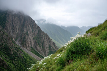 breathtaking mountain ridge in kyrgyzstan enveloped in mist and fog where natural curves enhance majestic landscape