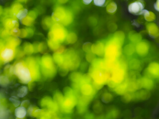 Obraz premium Blurred garden leaves for nature and environment abstract background. 