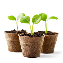 Three young seedlings growing in peat pots on a Transparent Background