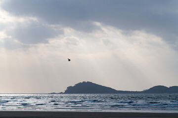 flying seagull with sunbeams on the sea