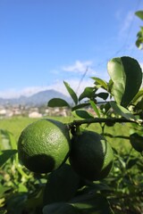 Lime Tree Fruit Grows In The Field