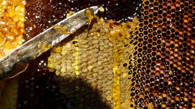 The beekeeper cuts wax from the honeycomb frame with a knife. Fresh thick golden honey flows down the cells. Harvesting honey in the apiary. Organic beekeeping, natural product.