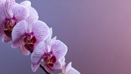 Delicate orchid blossoms in shades of lavender and white create a serene and elegant floral display against a soft, gradient background.