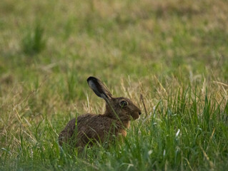 lièvre dans l'herbe