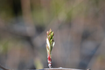 Alder-leaved serviceberry branch with buds - Latin name - Amelanchier alnifolia Sleyt