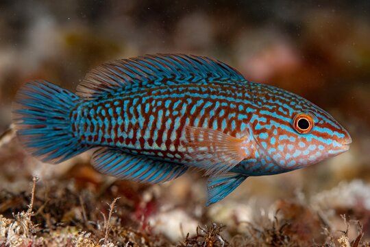 Rusty Wrasse with Blue Spots