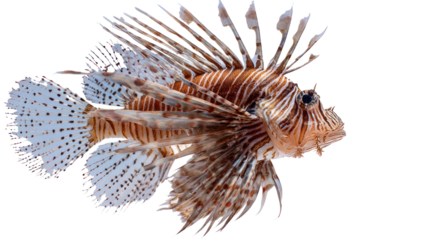 Lionfish profile against black background